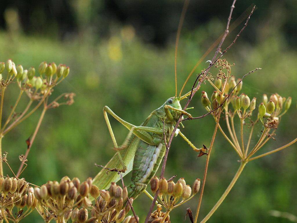 Great green bush-cricket 