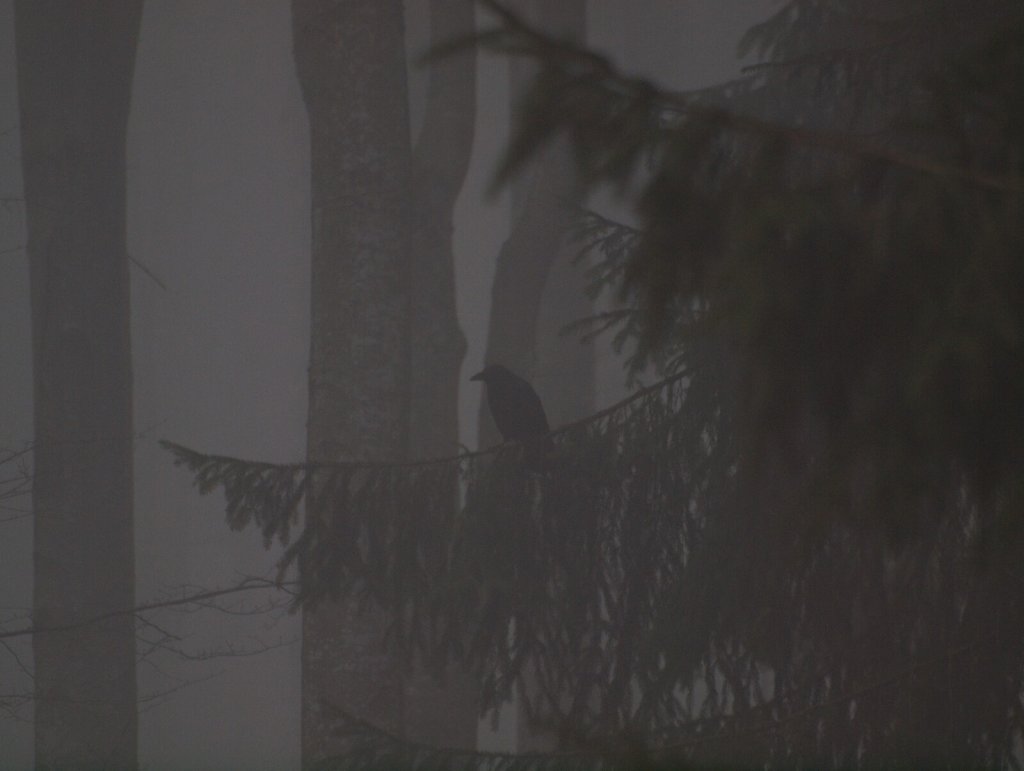 Crow in the Fog