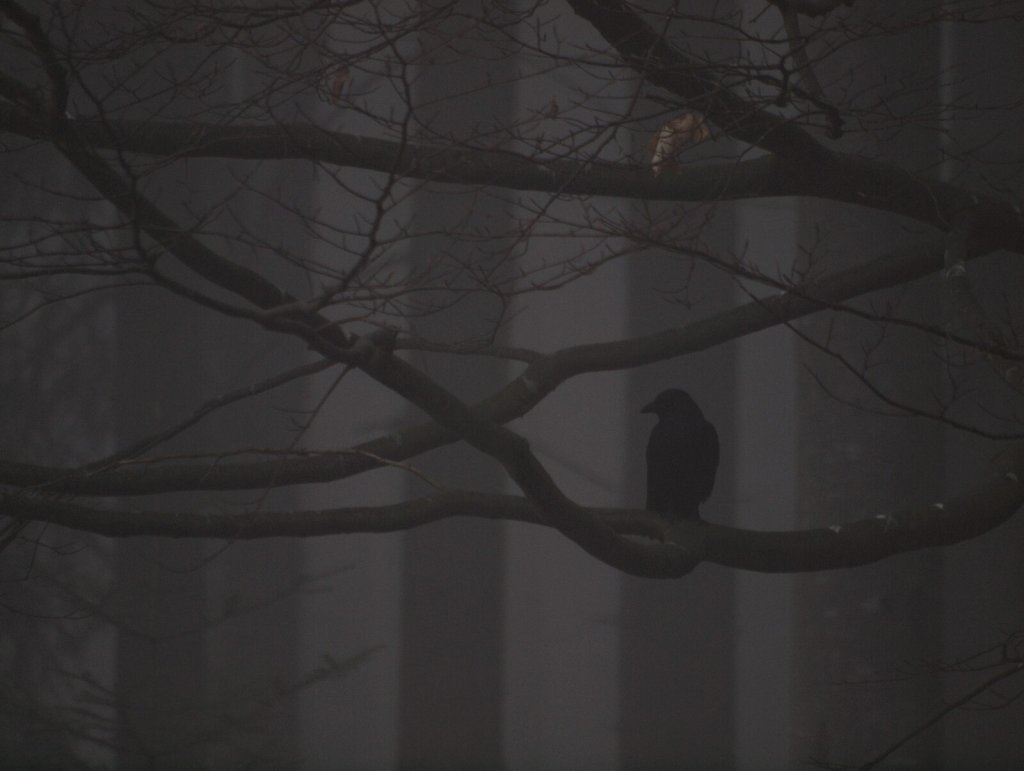 Crow in the Fog