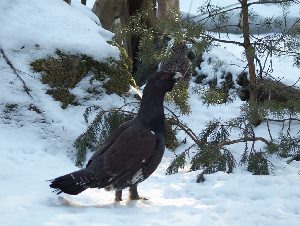 Western Capercaillie (male)