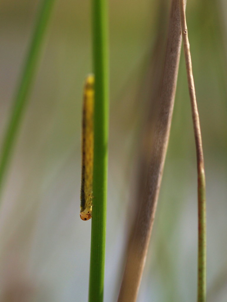 Caterpillar on Reed
