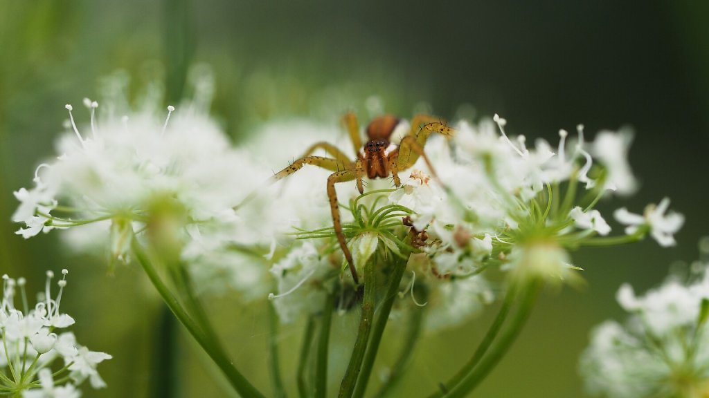 Raft Spider in a White Haze of Flowers
