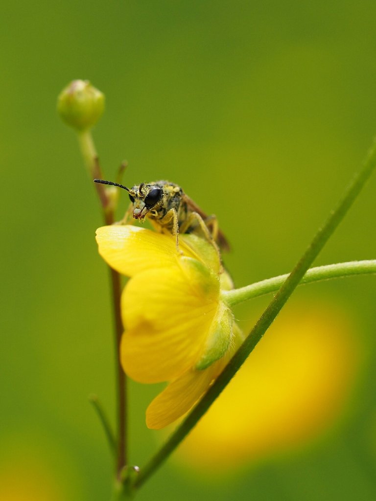 Wasp Covered with Pollen