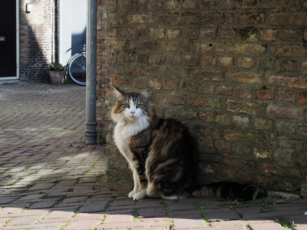 Shy cat in Dordrecht