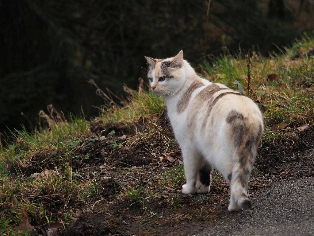 Friendly cat met during a hike around Murbach, Alsace
