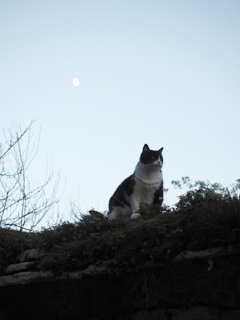 Cat Enjoying the Evening Warmth and the Moon Light